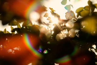 Illustration for article titled Shooting Challenge: Lens Flare Gallery Part One